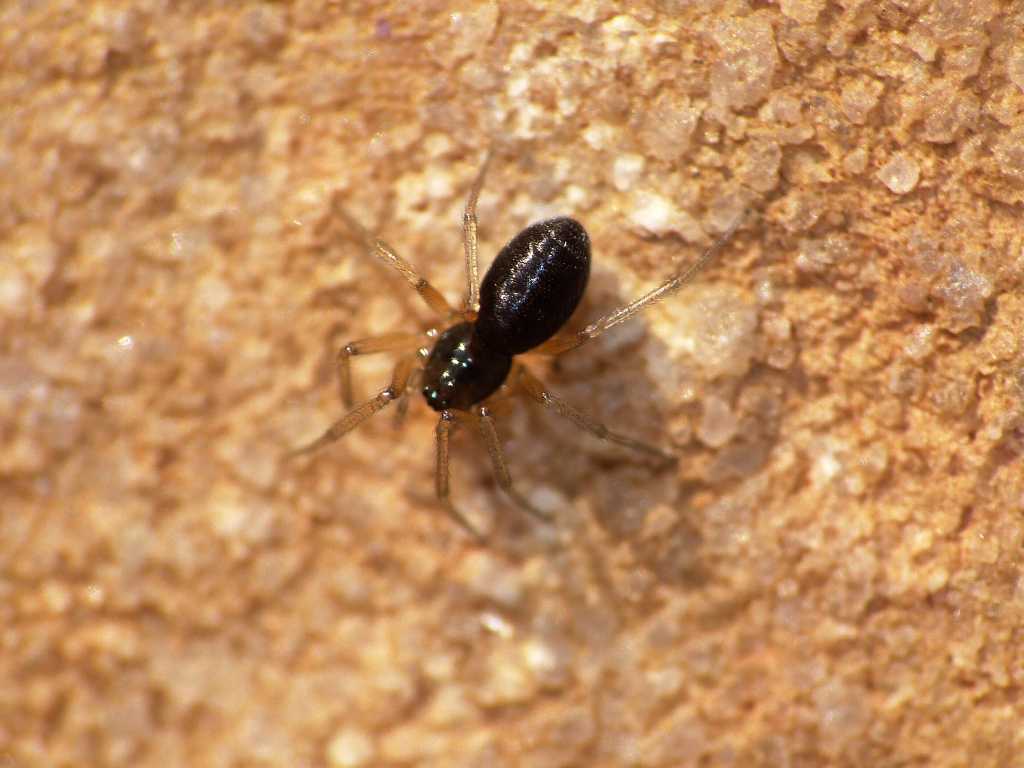 Linyphiidae? - Tolfa (RM)